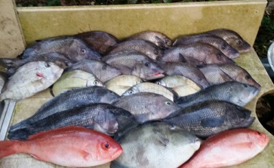fish29nov2017.jpg